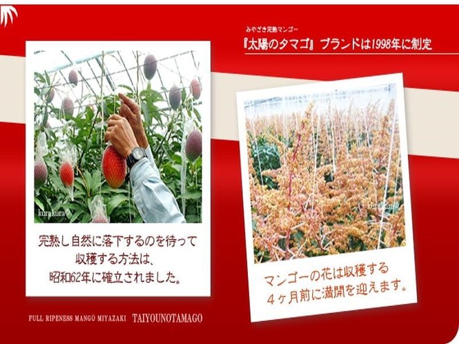 1,7 triệu đồng một trái xoài Nhật bán tại Việt Nam - ảnh 1