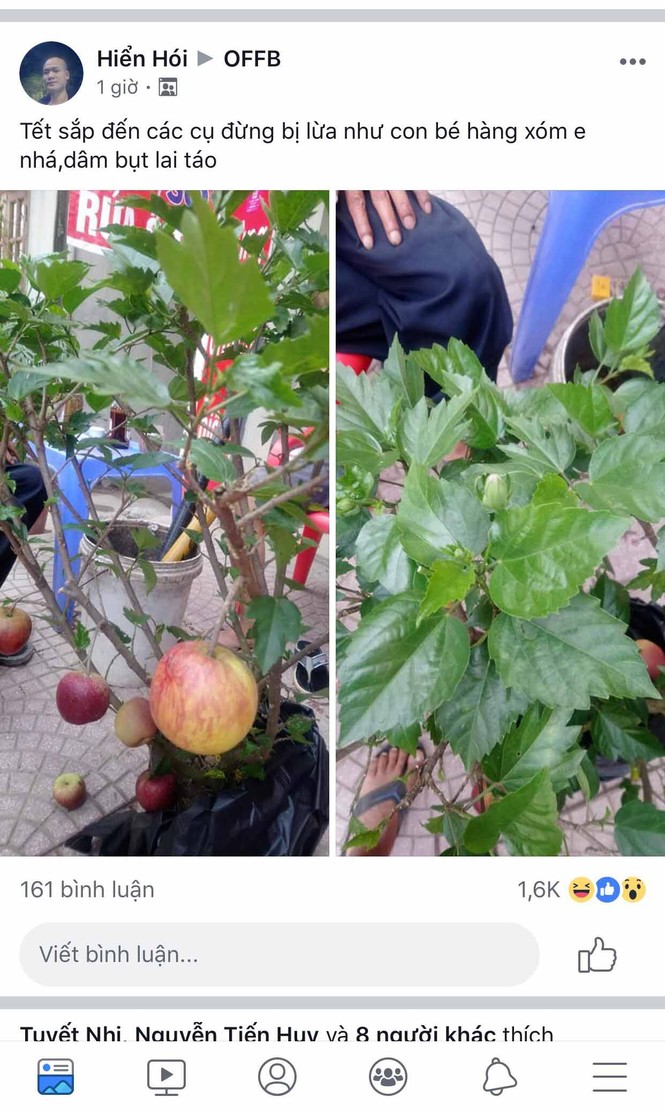 Khách hàng ngã ngửa khi táo bonsai nở hoa... râm bụt - ảnh 4