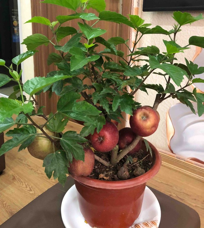 Khách hàng ngã ngửa khi táo bonsai nở hoa... râm bụt - ảnh 3