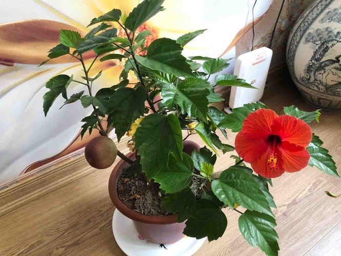 Khách hàng ngã ngửa khi táo bonsai nở hoa... râm bụt - ảnh 2