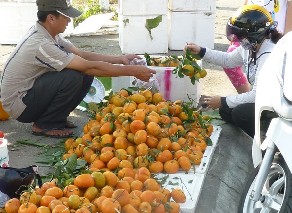 Cần Thơ: Hoa trái tết này lỗ quá - ảnh 3