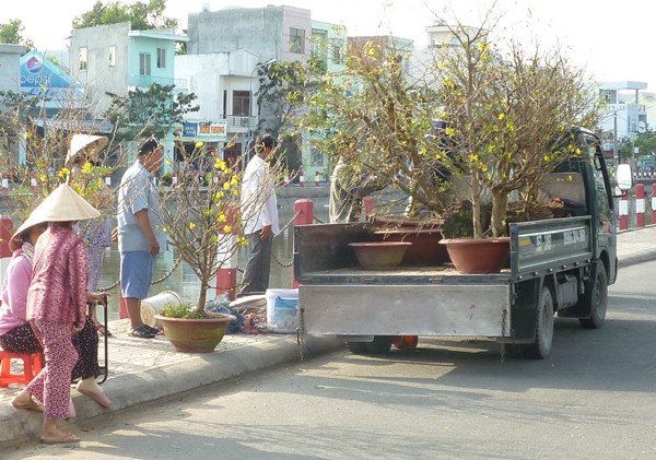 Cần Thơ: Hoa trái tết này lỗ quá - ảnh 2