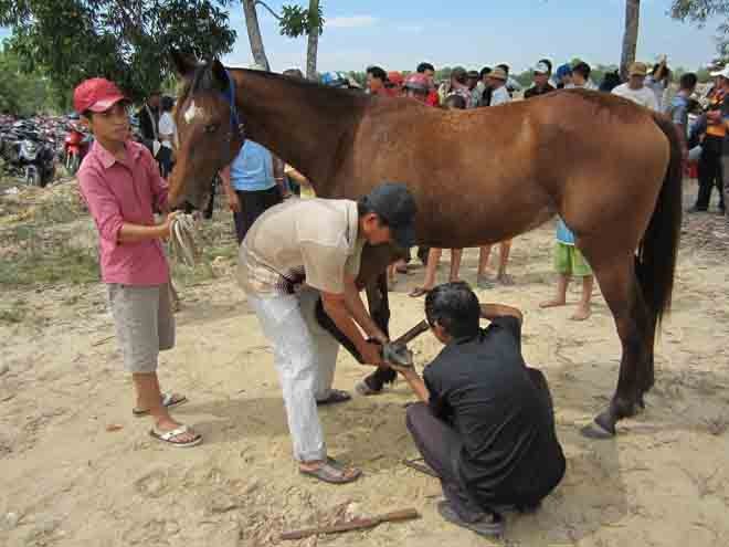 Tìm lại vó câu trường đua - ảnh 2
