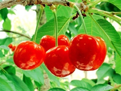 Tám món ăn “khoái khẩu” có thể gây tử vong cho bạn - ảnh 4