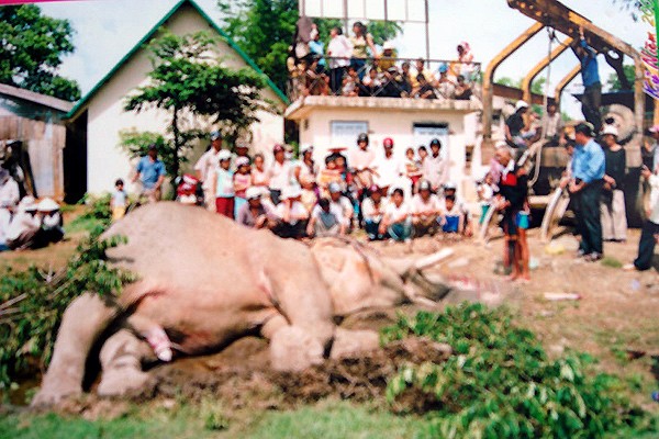 Đại gia Tây Nguyên và đám ma voi hiếm có - ảnh 1