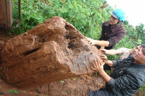 ‘Vương quốc’ cây vô sinh duy nhất thế giới ở Tây Nguyên - ảnh 2