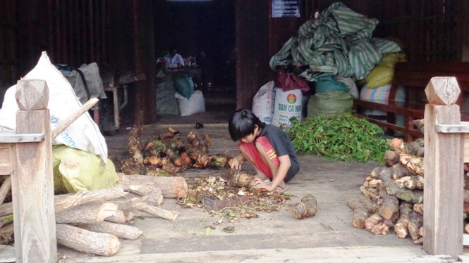 Lương y thượng sơn trị bệnh miễn phí - ảnh 2