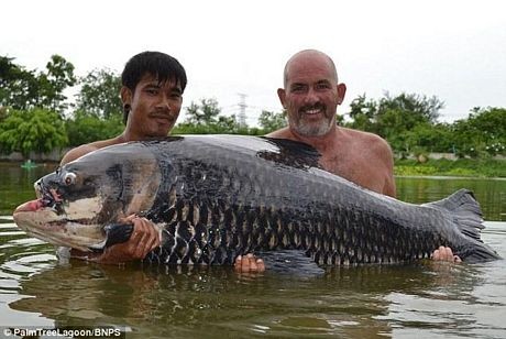 Bắt được con cá chép nặng hơn 70 kg - ảnh 2