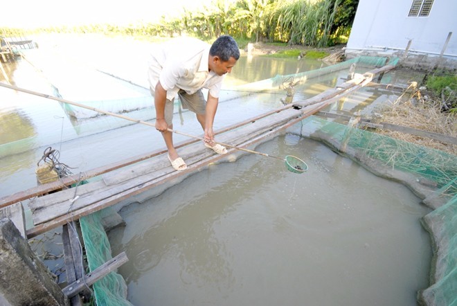 Nông dân miền Tây được mùa cá lóc - ảnh 2