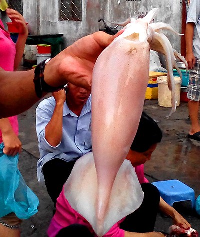 Mực “lạ” siêu rẻ bán ngập thị trường là nhập khẩu - ảnh 1