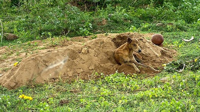 Chú chó 'tuyệt thực' bên mộ chủ suốt hơn 2 tuần - ảnh 1
