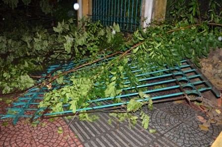 Cây cổ thụ bật gốc, xô đổ tường rào Thảo Cầm Viên Sài Gòn - ảnh 6