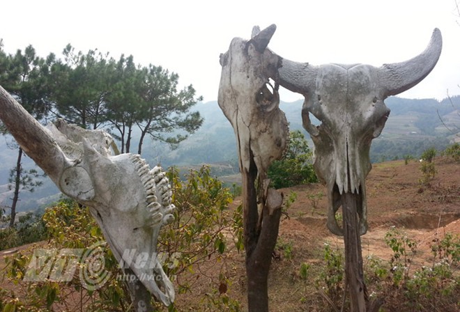 Kỳ bí ‘vùng đất sọ trâu’ của bộ tộc ít người ở Hà Giang - ảnh 1