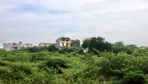 Những biệt khu đặc sản phù sa ở bãi sông Hồng - ảnh 1