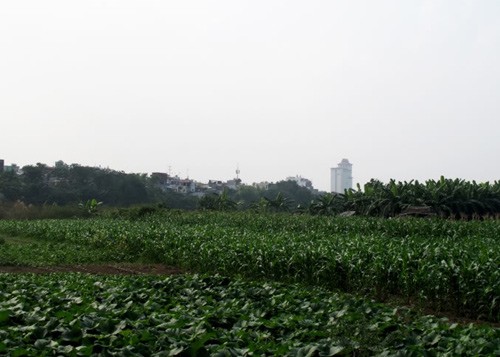 Những biệt khu đặc sản phù sa ở bãi sông Hồng - ảnh 5