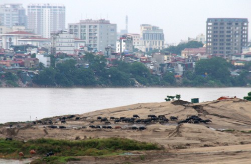 Những biệt khu đặc sản phù sa ở bãi sông Hồng - ảnh 7