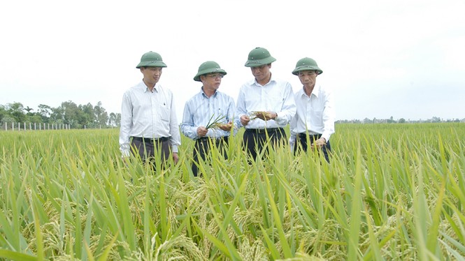 Đừng đưa tôi báo cáo nữa, hãy đưa giống lúa tốt hơn! - ảnh 1