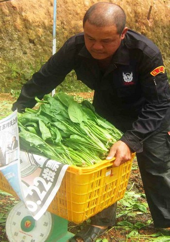Lãi tiền tỷ từ trồng cải bó xôi - ảnh 1