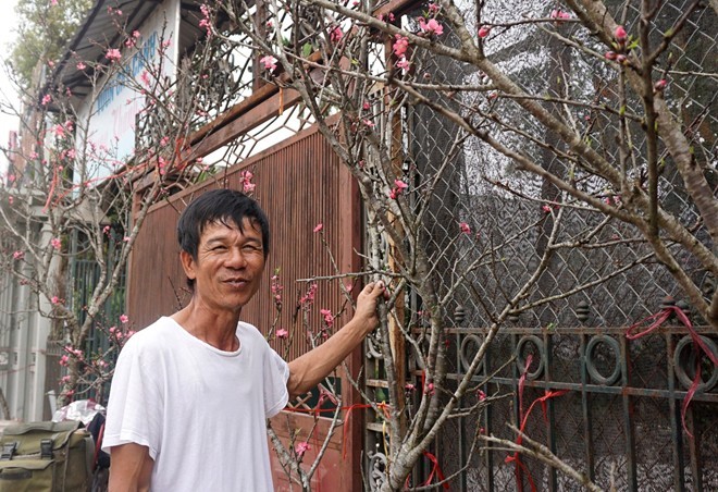 Bỏ tiền triệu mua đào rừng chơi rằm tháng Giêng - ảnh 1