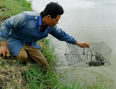 Thương lái ngừng mua, đặc sản cua Cà Mau rớt giá thảm - ảnh 1