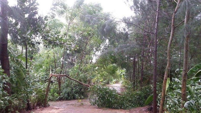 Bão số 3 suy yếu thành áp thấp - ảnh 3