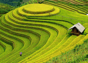 Lên Mường Lò xem múa xòe, trải nghiệm danh thắng ruộng bậc thang - ảnh 1