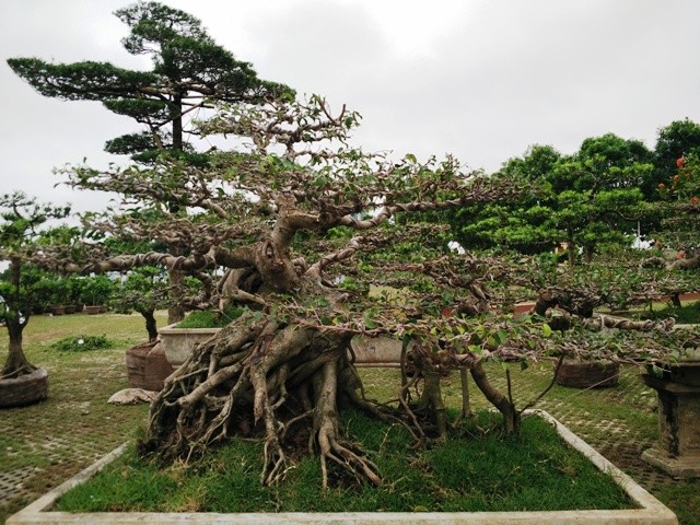 Ngắm những cây bonsai dáng 'siêu độc' có giá tiền triệu - ảnh 10