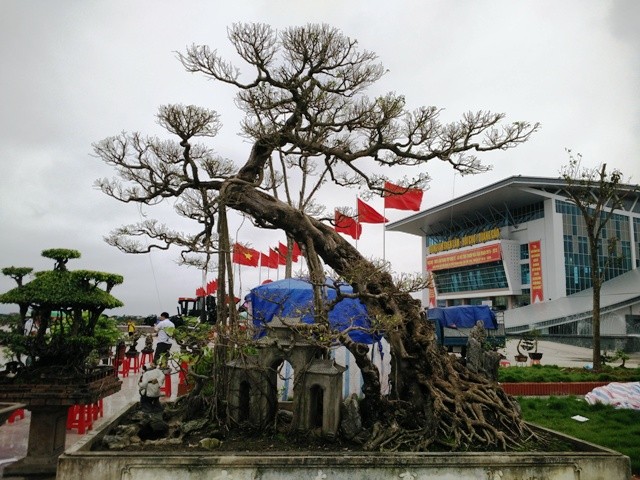 Ngắm những cây bonsai dáng 'siêu độc' có giá tiền triệu - ảnh 12