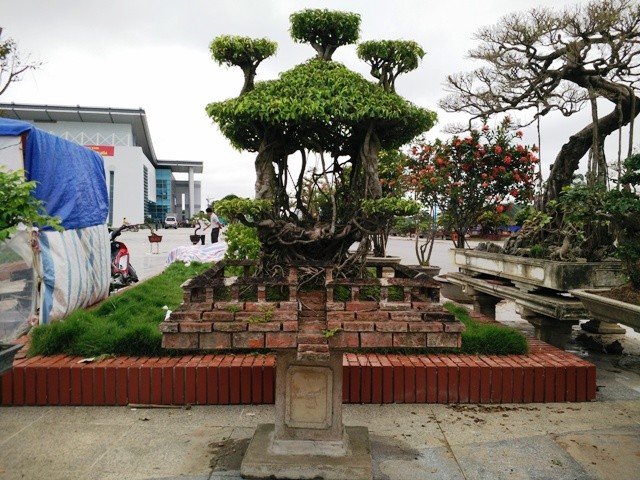 Ngắm những cây bonsai dáng 'siêu độc' có giá tiền triệu - ảnh 13