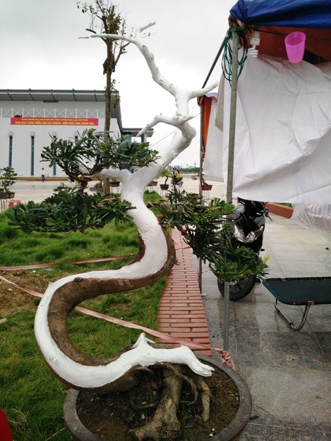 Ngắm những cây bonsai dáng 'siêu độc' có giá tiền triệu - ảnh 14
