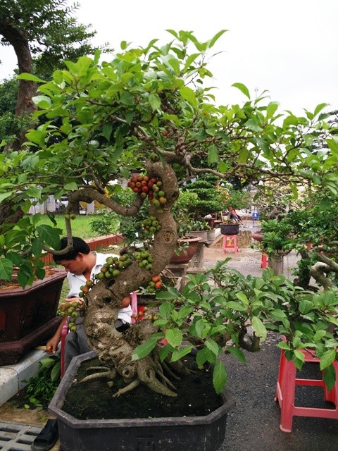Ngắm những cây bonsai dáng 'siêu độc' có giá tiền triệu - ảnh 16