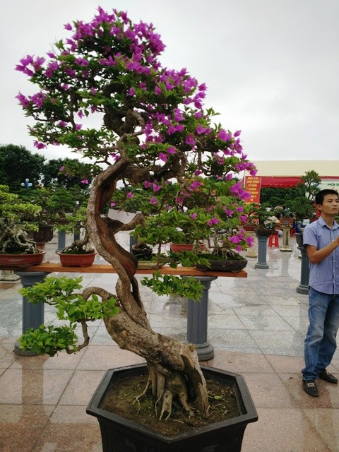 Ngắm những cây bonsai dáng 'siêu độc' có giá tiền triệu - ảnh 18