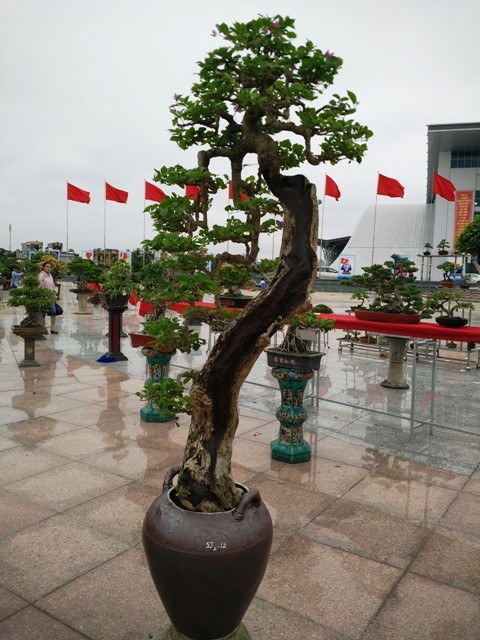 Ngắm những cây bonsai dáng 'siêu độc' có giá tiền triệu - ảnh 19