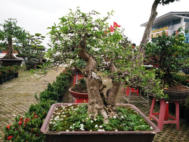 Ngắm những cây bonsai dáng 'siêu độc' có giá tiền triệu - ảnh 1