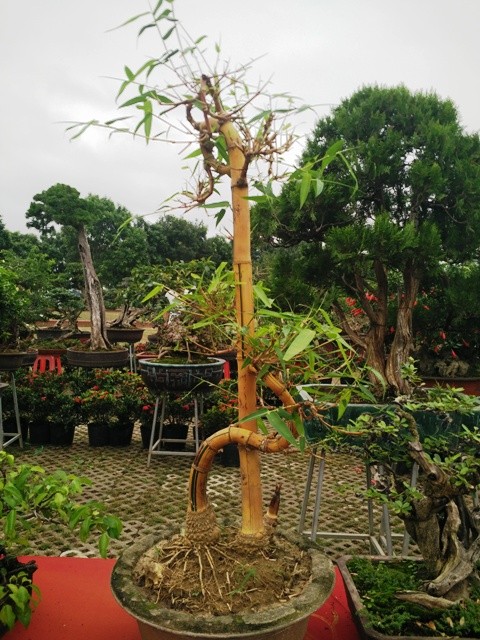 Ngắm những cây bonsai dáng 'siêu độc' có giá tiền triệu - ảnh 20