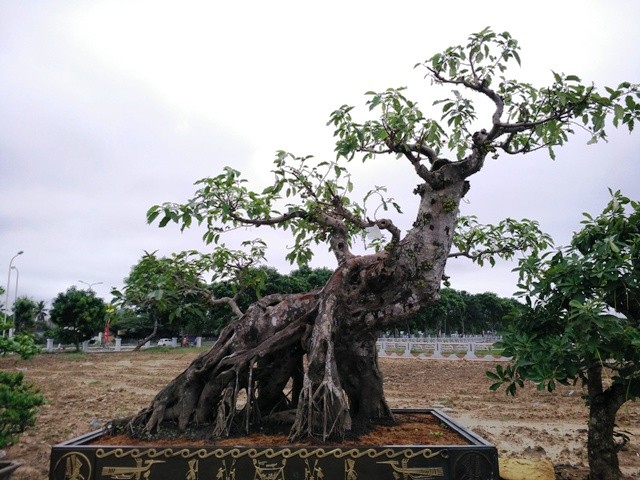 Ngắm những cây bonsai dáng 'siêu độc' có giá tiền triệu - ảnh 21