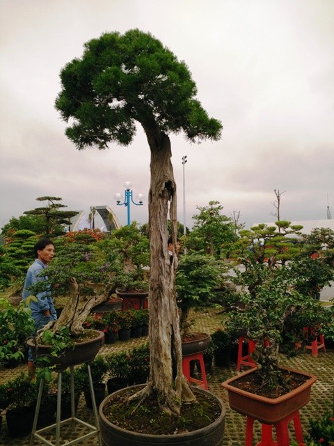 Ngắm những cây bonsai dáng 'siêu độc' có giá tiền triệu - ảnh 2