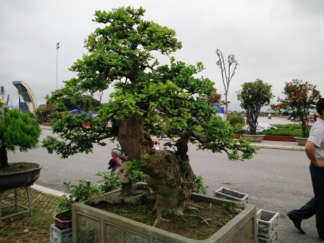 Ngắm những cây bonsai dáng 'siêu độc' có giá tiền triệu - ảnh 3