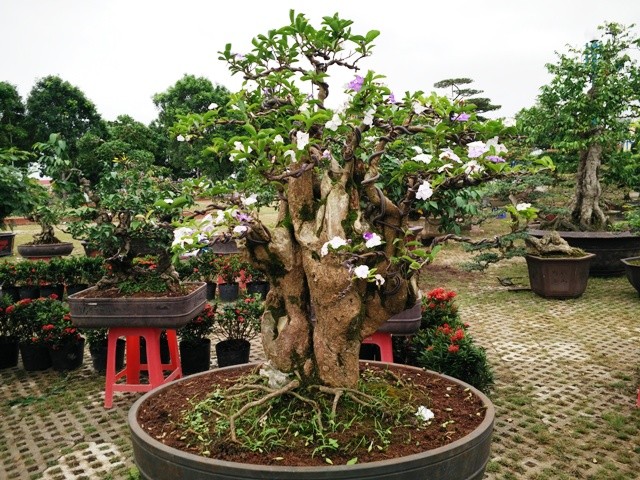Ngắm những cây bonsai dáng 'siêu độc' có giá tiền triệu - ảnh 4