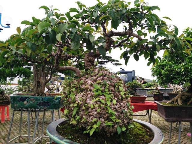 Ngắm những cây bonsai dáng 'siêu độc' có giá tiền triệu - ảnh 5