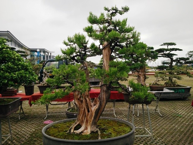 Ngắm những cây bonsai dáng 'siêu độc' có giá tiền triệu - ảnh 7