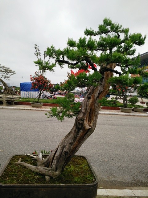 Ngắm những cây bonsai dáng 'siêu độc' có giá tiền triệu - ảnh 8