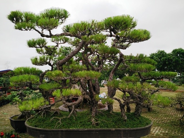 Ngắm những cây bonsai dáng 'siêu độc' có giá tiền triệu - ảnh 9