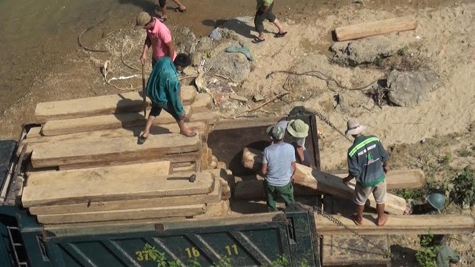 Thu giữ 100 tấm gỗ pơ-mu quý hiếm do lâm tặc bỏ lại - ảnh 2