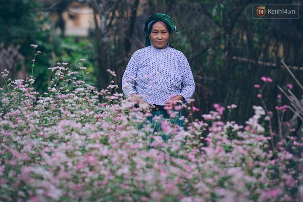 'Tôi đã thấy hoa tam giác mạch ở Hà Giang đẹp tuyệt vời' - ảnh 4