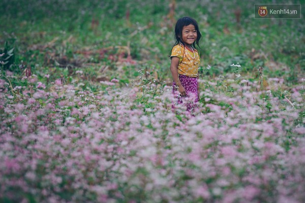 'Tôi đã thấy hoa tam giác mạch ở Hà Giang đẹp tuyệt vời' - ảnh 6