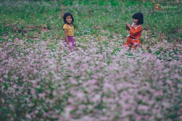 'Tôi đã thấy hoa tam giác mạch ở Hà Giang đẹp tuyệt vời' - ảnh 7