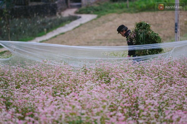 'Tôi đã thấy hoa tam giác mạch ở Hà Giang đẹp tuyệt vời' - ảnh 8