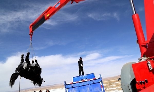 Cả đàn bò chết thảm dưới lòng sông băng lạnh buốt - ảnh 4