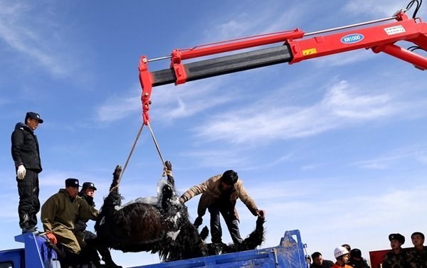 Cả đàn bò chết thảm dưới lòng sông băng lạnh buốt - ảnh 7